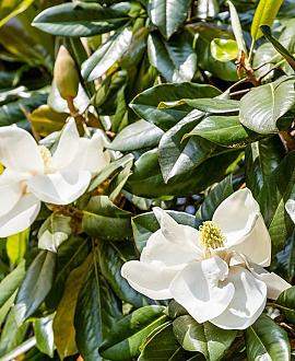 Magnolia grand. 'Little Gem' Pot 9 Liter 