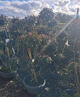 Photinia fraseri 'Little Red Robin' 175 - 200 cm Pon-Ponvorm