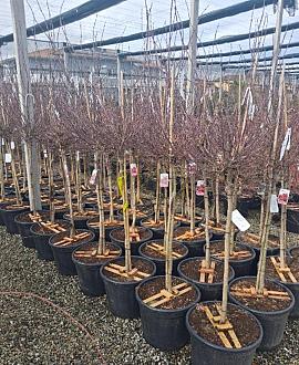 Acer pal. 'Skeeter's Broom' Pot 40 liter Halfstam