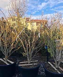 Acer pal. 'Summer Gold' Pot 180 liter 150 - 175 cm