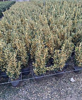 Euonymus jap. 'Livornese' Pot 3 Liter 