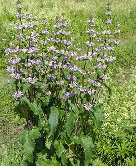 Phlomis tuberosa Pot 9 cm