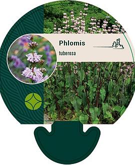 Phlomis tuberosa Pot 9 cm