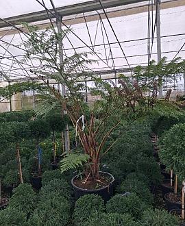 Cyathea australis Pot 130 liter 