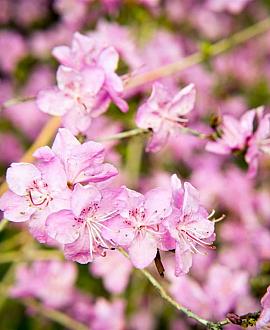 Rhododendron Azaleoides Group Pot 7,5 Liter Laagstam