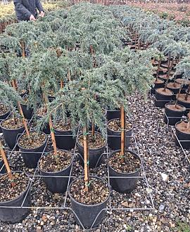 Cedrus deod. 'Feelin' Blue' Pot 9 Liter Laagstam
