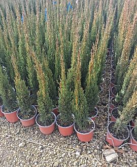 Cupressus semp. 'Totem' Pot 3 Liter 
