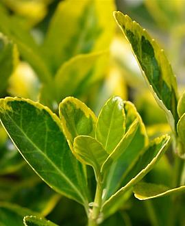 Euonymus jap. 'Aureus' Pot 9 liter 40 - 60 cm