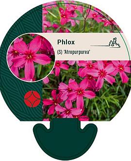 Phlox (S) 'Atropurpurea' Pot 9 cm