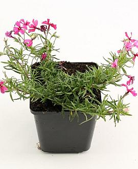 Phlox (S) 'Atropurpurea' Pot 9 cm