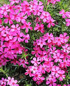 Phlox (S) 'Atropurpurea' Pot 9 cm
