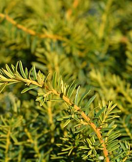 Taxus b. 'Summergold' Bolvorm 30-40 cm