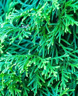 Thuja occ. 'Danica' 30 - 40 cm