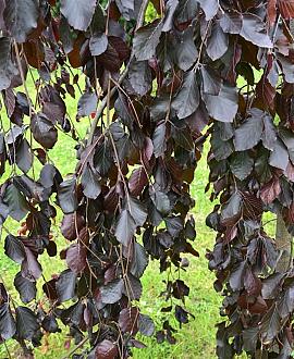 Fagus syl. 'Purpurea Pendula' stam 150 cm (Stamomtrek 10-12 cm)