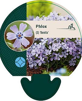 Phlox (S) 'Benita' Pot 9 cm