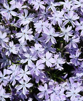 Phlox (S) 'Benita' Pot 9 cm