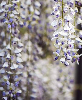 Wisteria flor. 'Eranthema' Pot 10 liter 250 - 300 cm