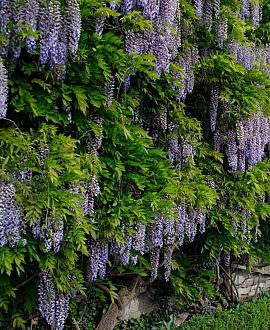 Wisteria sinensis 'Macrobotrys' Pot 3 Liter 175 - 200 cm