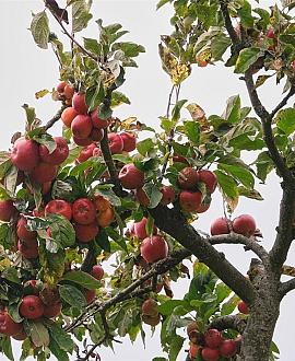 Malus d. 'Gala' Pot 10 liter Halfstam