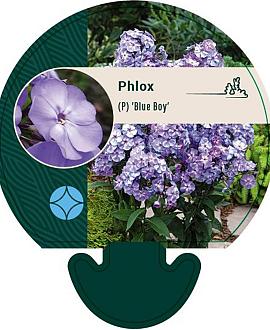 Phlox (P) 'Blue Boy' Pot 9 cm