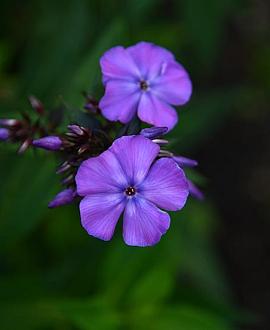 Phlox (P) 'Blue Boy' Pot 9 cm