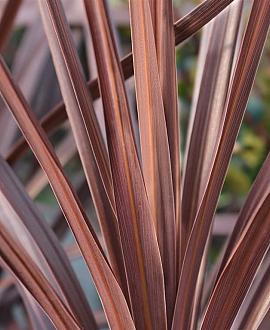 Cordyline aus. 'Red Star' Pot 7,5 Liter 80 - 100 cm