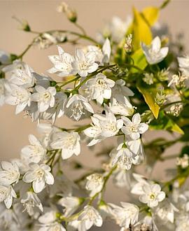 Exochorda racem. 'Niagara' Pot 7,5 Liter 50 - 60 cm