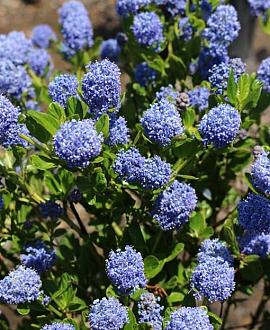 Ceanothus impressus 'Victoria' Stam 70 cm