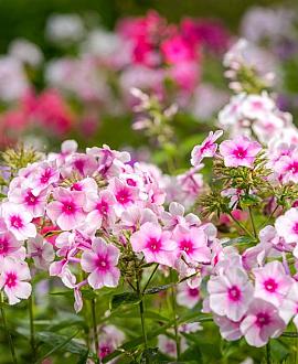 Phlox (P) 'Bright Eyes' Pot 9 cm