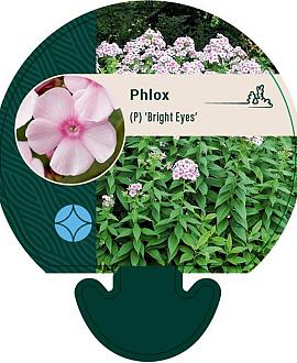 Phlox (P) 'Bright Eyes' Pot 9 cm