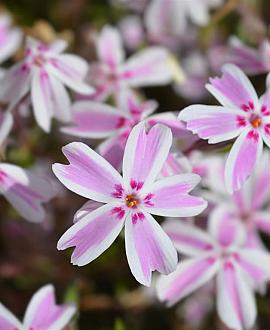 Phlox (S) 'Candy Stripes' Pot 9 cm