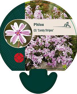 Phlox (S) 'Candy Stripes' Pot 9 cm