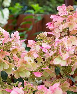 Hydrangea pan. Vanille-Fraise Pot 5 Liter 