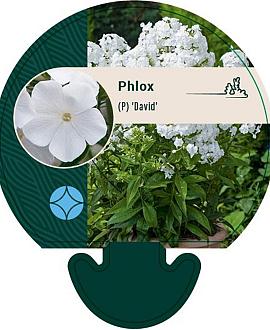 Phlox (P) 'David' Pot 9 cm