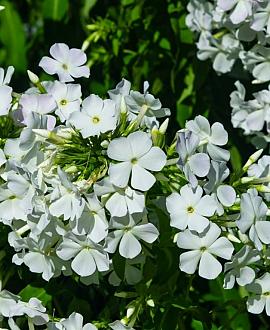 Phlox (P) 'David' Pot 9 cm