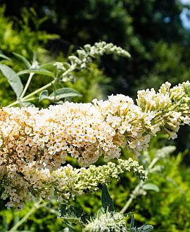 Buddleja Free Petite Snow White Pot 2 Liter