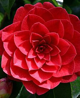 Camellia 'Black Lace' Pot 285 Liter 250 - 300 cm Meerstammig
