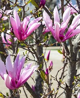 Magnolia 'Susan' Pot 700 liter 400 - 450 cm Meerstammig