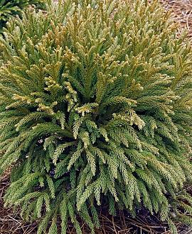 Cryptomeria j. 'Globosa Nana' Pot 20 Liter Stam 100 cm