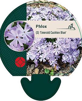 Phlox (S) 'Emerald Cushion Blue' Pot 9 cm