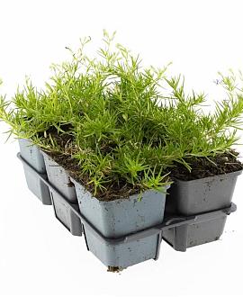 Phlox (S) 'Emerald Cushion Blue' Pot 9 cm