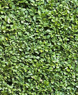 Buxus sempervirens Pot 20 liter Stam 60 cm