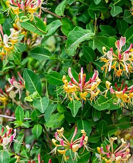 Lonicera henryi Pot 5 Liter 125 - 150 cm