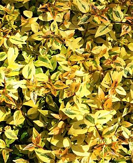 Abelia grandifl. 'Kaleidoscope' Pot 10 liter