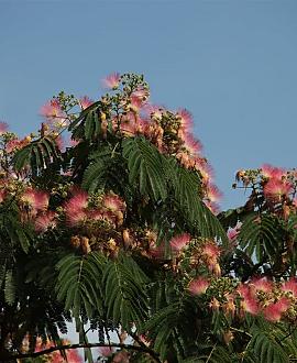 Albizia julibr. Ombrella Pot 55 liter 200 - 250 cm Meerstammig