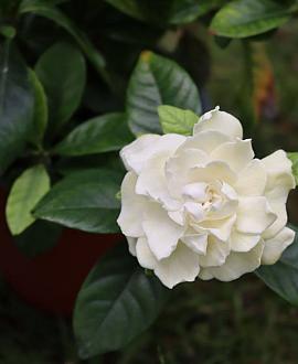 Camelia j.  'Perfection White' Pot 7,5 Liter 