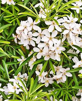 Choisya ternata White Dazzler Pot 30 Liter 80 - 100 cm
