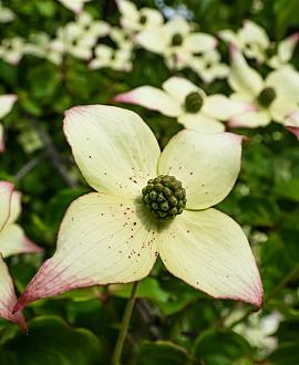 Cornus k. 'Milky Way' Pot 30 Liter 125 - 150 cm