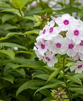 Phlox (P) 'Europa' Pot 9 cm