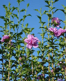 Hibiscus syr. Lavender Chiffon Pot 10 liter